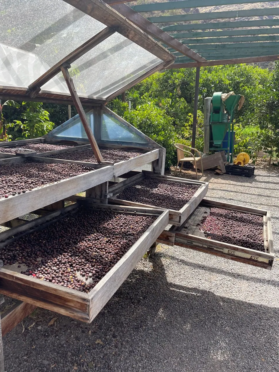Ceri kopi dijemur di bedeng pengering